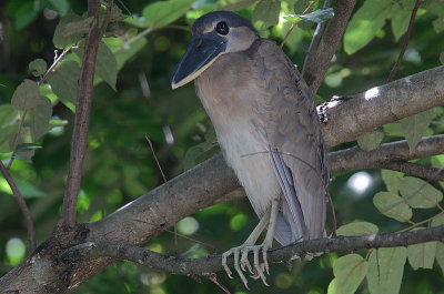 Boat-billed Heron (Cochlearius cochliarius) juvenile