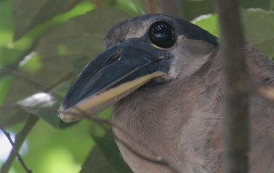 Boat-billed Heron (Cochlearius cochliarius) juvenile headshot