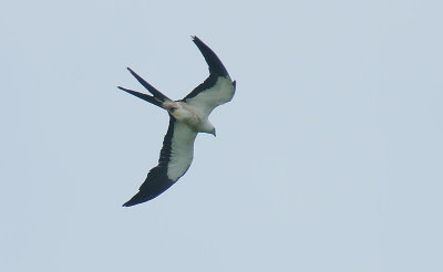 Swallow-tailed Kite (Elanoides forficatus)