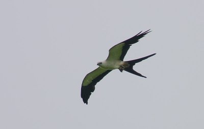 Swallow-tailed Kite (Elanoides forficatus)