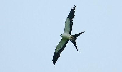 Swallow-tailed Kite (Elanoides forficatus)