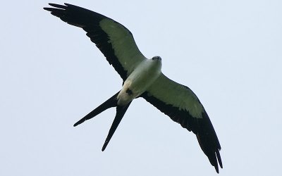 Swallow-tailed Kite (Elanoides forficatus)