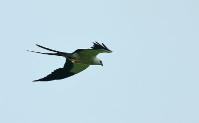 Swallow-tailed Kite (Elanoides forficatus)