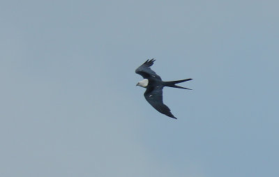 Swallow-tailed Kite (Elanoides forficatus) @ eye level