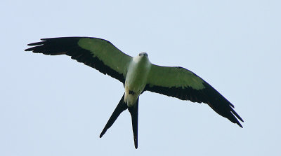 Swallow-tailed Kite (Elanoides forficatus) overhead