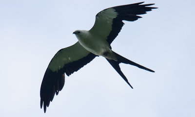 Swallow-tailed Kite (Elanoides forficatus) overhead