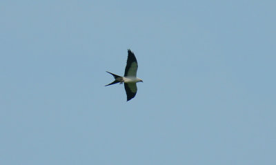 Swallow-tailed Kite (Elanoides forficatus) with prey