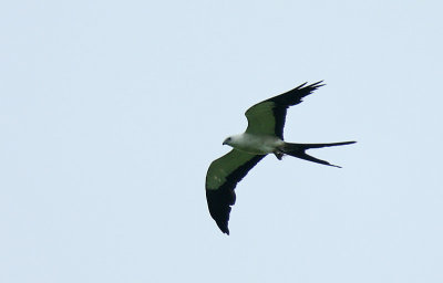 Swallow-tailed Kite (Elanoides forficatus) with prey