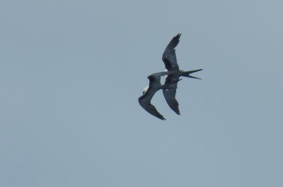 Swallow-tailed Kites (Elanoides forficatus) @ eye level