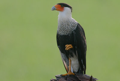 Crested Caracara (Caracara cheriway)