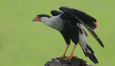 Crested Caracara (Caracara cheriway)