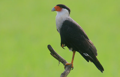Crested Caracara (Caracara cheriway)