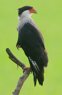 Crested Caracara (Caracara cheriway)
