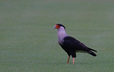 Crested Caracara (Caracara cheriway) at dusk