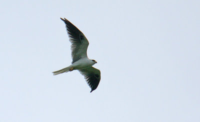 White-tailed Kite (Elanus leucurus)