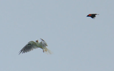 White-tailed Kite (Elanus leucurus) mobbed by Red-winged Blackbird (Agelaius phoeniceus)