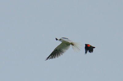 White-tailed Kite( Elanus leucurus)