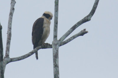 Laughing Falcon (Herpetotheres cachinnans)