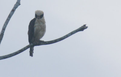 Laughing Falcon (Herpetotheres cachinnans)