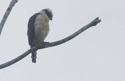 Laughing Falcon (Herpetotheres cachinnans)