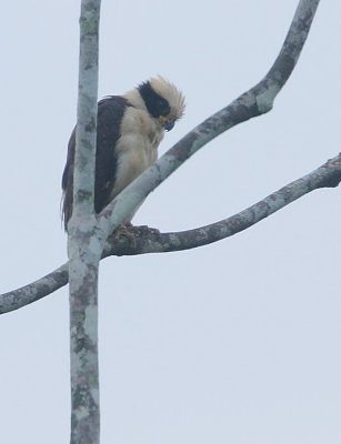 Laughing Falcon (Herpetotheres cachinnans) searching for Snakes
