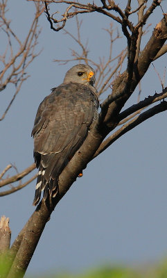 Grey Hawk (Buteo nitidus)