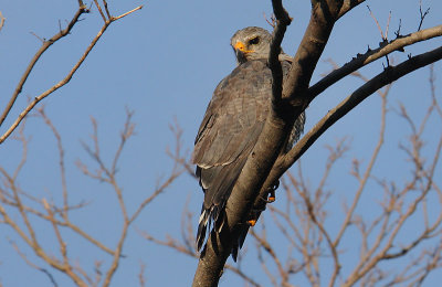 Grey Hawk (Buteo nitidus)