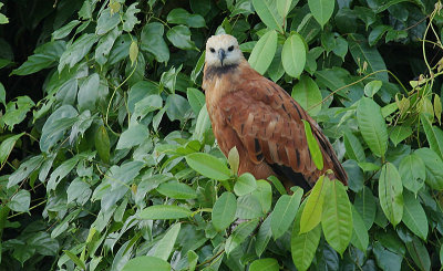 Black-collared Hawk (Busarellus nigricollis)