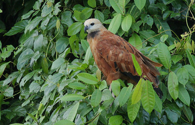 Black-collared Hawk (Busarellus nigricollis)