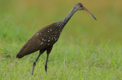 Limpkin (Aramus guarauna)