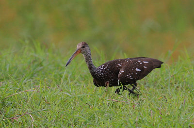 Limpkin (Aramus guarauna)