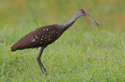 Limpkin (Aramus guarauna)