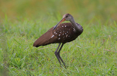 Limpkin (Aramus guarauna)