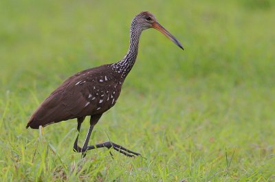 Limpkin (Aramus guarauna)