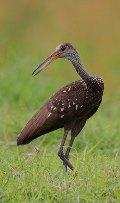 Limpkin (Aramus guarauna)