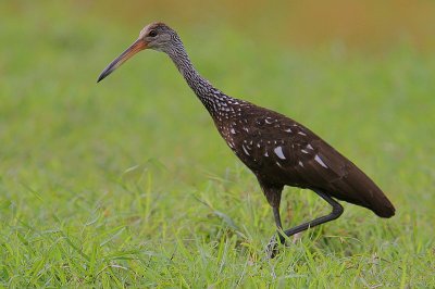 Limpkin (Aramus guarauna)