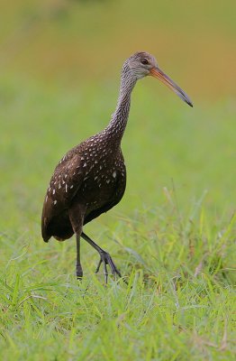 Limpkin (Aramus guarauna)