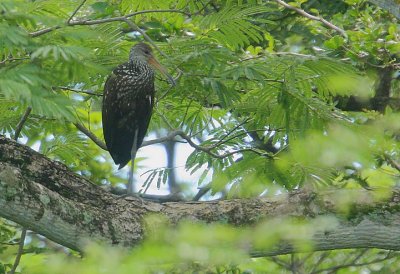 Limpkin (Aramus guarauna) roosting in a tree