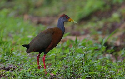 Grey-necked Wood-Rail (Aramides cajanea)
