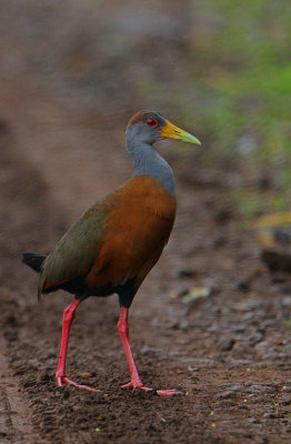 Grey-necked Wood-Rail (Aramides cajanea)