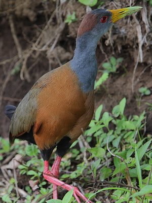 Grey-necked Wood-Rail (Aramides cajanea)