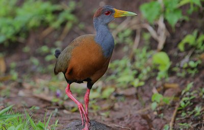 Grey-necked Wood-Rail (Aramides cajanea)