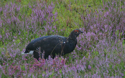 Blackcock in heather