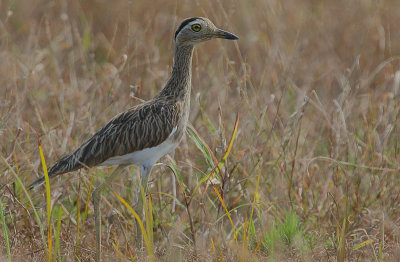 Double-striped Thick-Knee (Burhinus bistriatus)