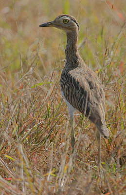 Double-striped Thick-Knee (Burhinus bistriatus)