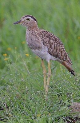 Double-striped Thick-Knee (Burhinus bistriatus)