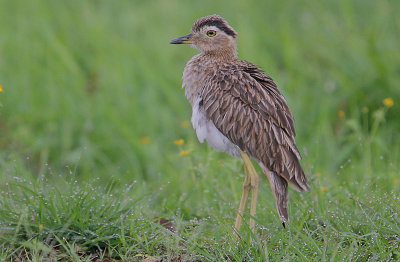 Double-striped Thick-Knee (Burhinus bistriatus)