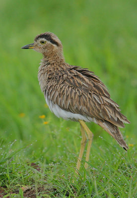 Double-striped Thick-Knee (Burhinus bistriatus)
