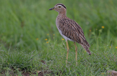 Double-striped Thick-Knee (Burhinus bistriatus) in the rain