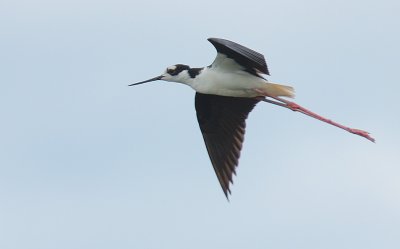 Black-necked Stilt (Himantopus mexicanus)